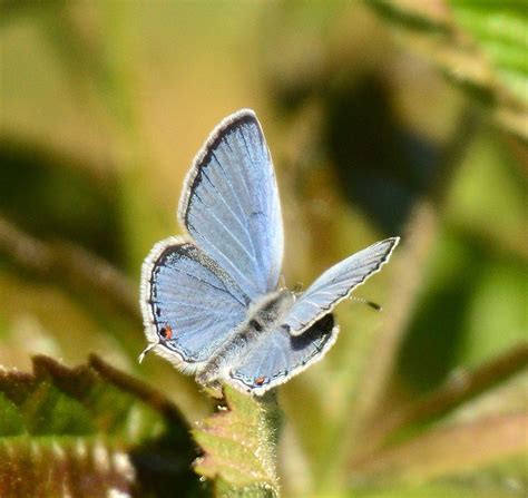 Eastern Tailed Blue Butterfly By Becky Wylie Wildcat Glades