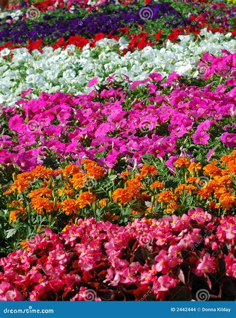Flores Coloridas Foto De Stock Imagem De Jardinar Branco 2442444