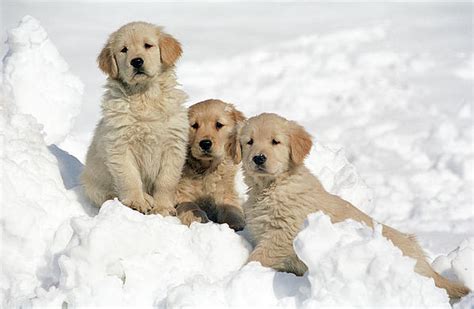 Golden Retriever Puppy Wallpaper Cute Snow Puppy Dogs Soo Playing
