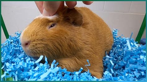 Guinea Pig Petting For Relaxation Meditation And Stress Relief Youtube