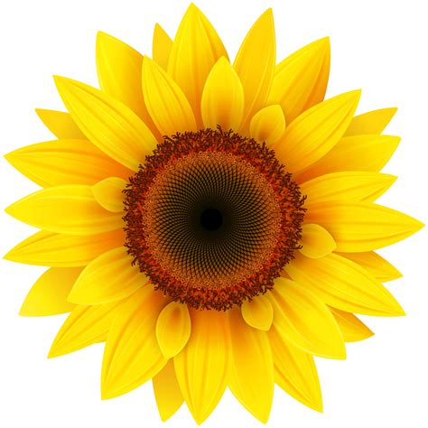 You can download these free flower clipart transparent png images right here on free pngs. Sunflower PNG Image - PurePNG | Free transparent CC0 PNG ...