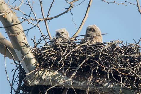 Nesting Owls Show Me Nature Photography