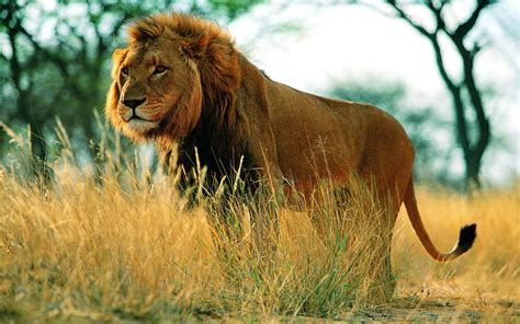 Leones, herrera, corregimiento in panama. ¿DESAPARECERÁN LOS LEONES? - Saltillo360