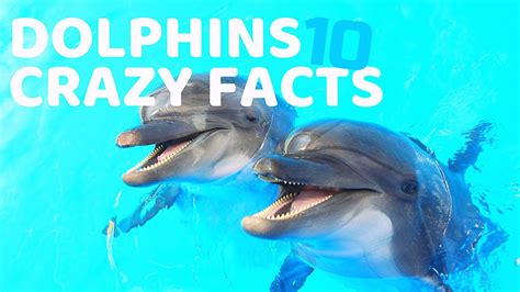 10 Interesting Facts About Dolphins Youtube