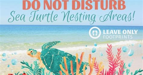 Sea Turtle Nesting Season Is May Through October Leave Only Footprints