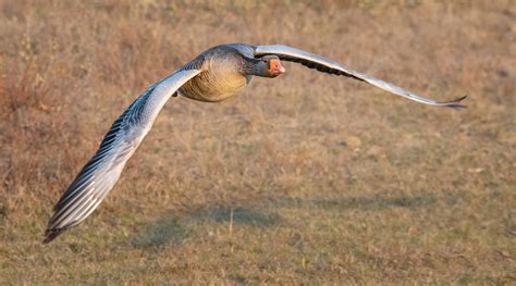 Greylag Goose Flying Low Over A Field Stan Schaap Photography