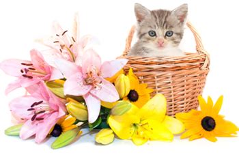 Some are mildly poisonous and some are fatal. Keep Lilies Away From Your Cats
