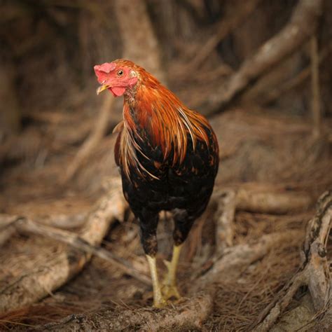 Kauai, Hawaii, Is One for the Bucket List | Wild chicken