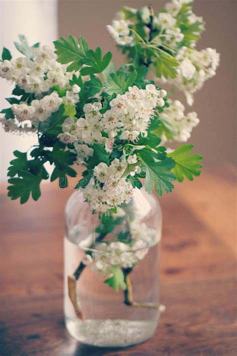 Fiori bianchi vaso / vaso da fiori con riserva d'acqua bianco rettangolare 79 x 19 cm. Fiori Bianchi In Vaso Di Vetro Fotografia Stock - Immagine ...