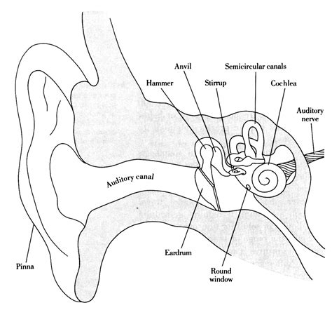 Parts Of The Ear Worksheet
