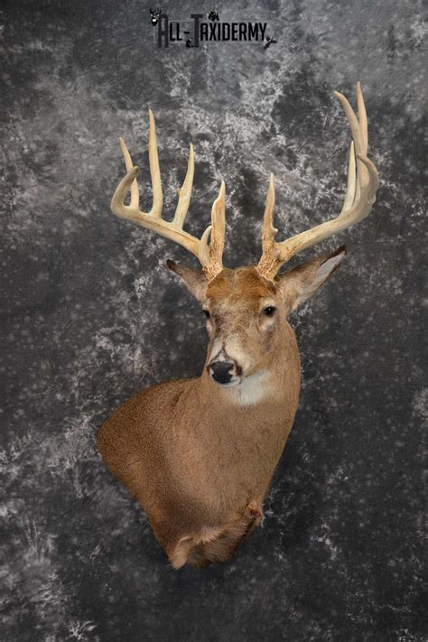 Whitetail Deer Taxidermy Shoulder Mount For Sale Sku 1318 All Taxidermy