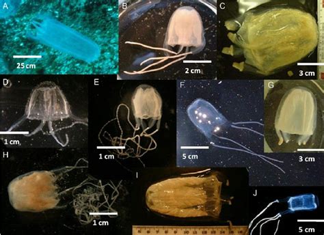 3 Species Of Australian Irukandji Jellyfish A Alatina Sp From