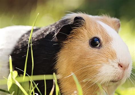 All About Guinea Pigs Charleston Animal Society