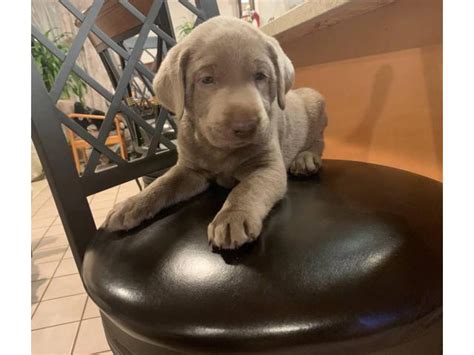 Our puppies have nice blocky heads and thick otter tails. English Silver Labrador Puppy in Los Angeles, California - Puppies for Sale Near Me