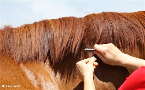 Is your cat pulling hair out? Grooming: Mane Pulling 101
