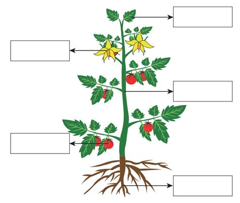 Parts Of A Plantwhat Do Plants Need Vocab Diagram Quizlet