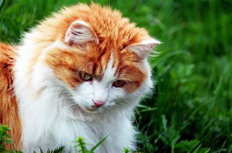 Free Picture Nature Grass Cute Animal Cat Kitten Young Feline Pet