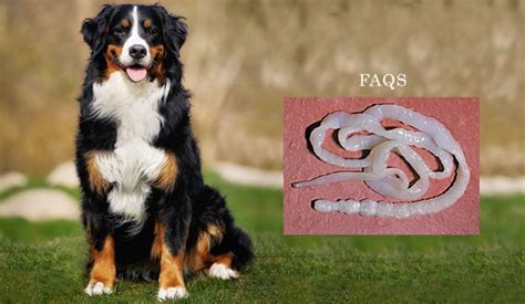 Faqs About Tapeworms In Dogs Canadapetcare Blog
