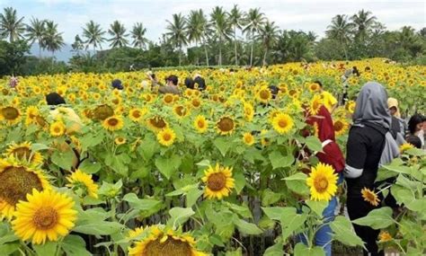 Taman bunga matahari di kediri ini pada awalnya hanyalah lahan kosong. Harga Tiket dan Rute Lokasi Kebun Bunga Matahari Kediri ...