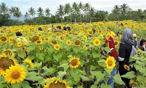 Akan tetapi, tahukah anda bahwa biji tersebut mengandung banyak manfaat untuk kesehatan tubuh. Harga Tiket dan Rute Lokasi Kebun Bunga Matahari Kediri ...