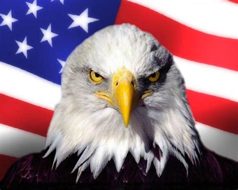 The Eagle Things You Might Not Know About The Symbol Of America Hubpages