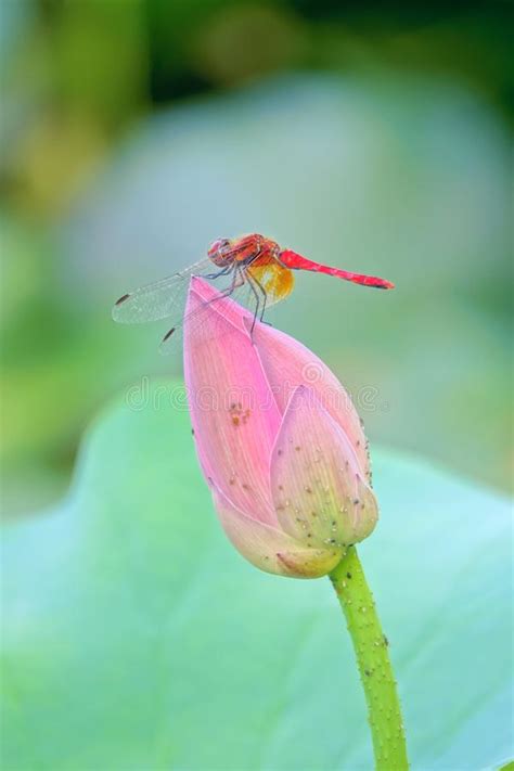 Red Dragonfly And Lotus Bud Stock Image Image Of Dragonfly Animal