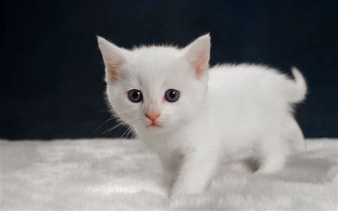 Download Wallpapers Small White Kitten Cute Animals Cats Pets For