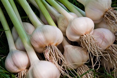 1 Large Garlic Bulb Windswept Farm Re Farm Café