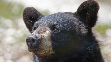 Black Bears Becoming More Common In Ohio