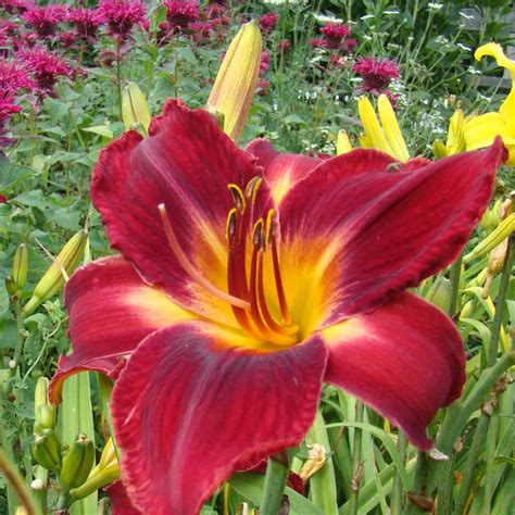 This weekend is a lot of fun! RED VOLUNTEER - Oakes Daylilies