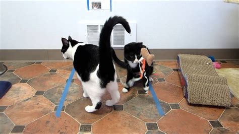 Gentoo Black And White Tuxedo Cat For Adoption Youtube