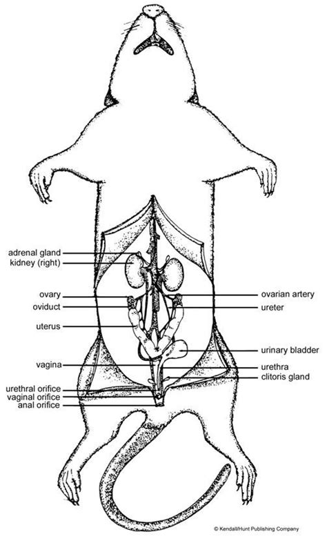 Rat Dissection Diagram