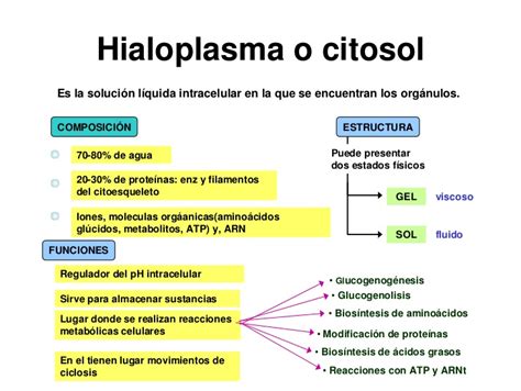 El Hialoplasma Escuelapedia Recursos Educativosescuelapedia