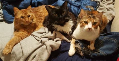 2 arrested after abused chihuahuas found at las vegas home. REHOMED - Prickly Pear - Handsome 18 LB Maine Coon Cat Las ...