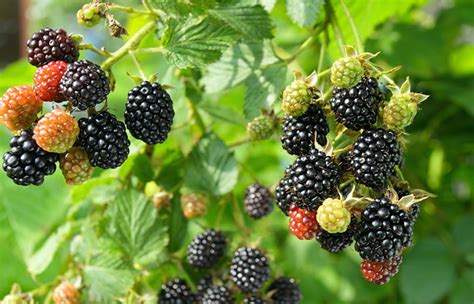 How To Grow Blackberries Tips For Planting And Growing Complete Guide