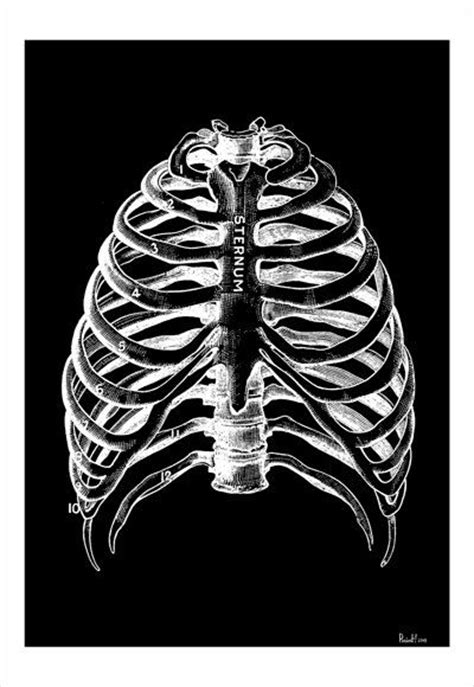 The human rib cage is made up of 12 pairs of ribs, some of which attach to a bony process in the front of the chest called the sternum. Human Rib cage black poster Anatomy Art A3 poster by ...