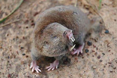 Scientists Discover New Giant Mole Rat In Africa Photos Focusing On