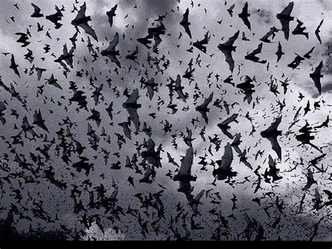 Bats Wallpaper Sf Wallpaper