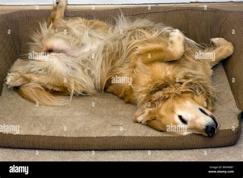 Golden Retriever Dog Sleeping On Her Back In Her Orvis Dog Bed Stock