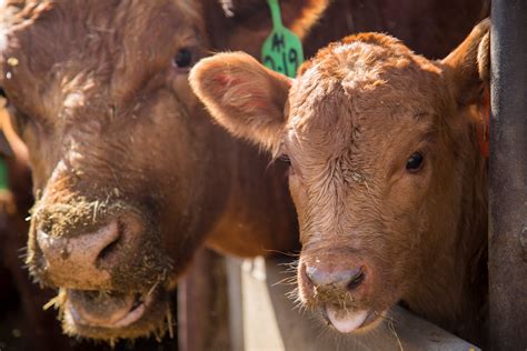 Heat Stress In Beef Cattle Alltech
