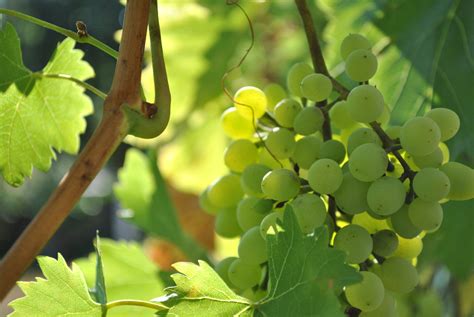 Free Images Nature Branch Grape Vine Wine Fruit Leaf Flower