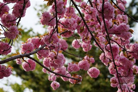 After Trip To Space Cherry Trees Mysteriously Blossom Years Ahead Of