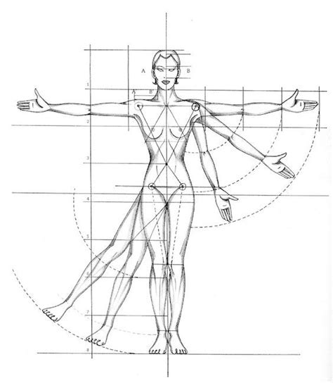 Beginner´s Guide Importance Of Proper Body Proportions And How To Get Them Right By Scriba