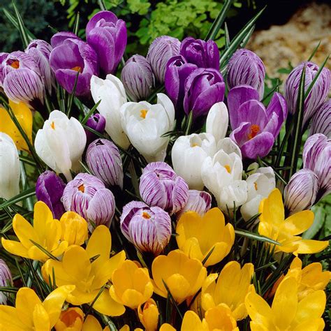 Crocus Bulbs Large Flowering Mix Buy Crocus Bulbs In Bulk At