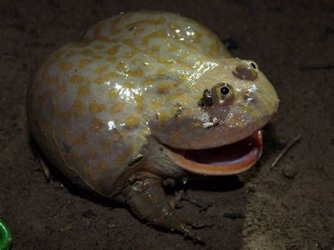 Budgetts Frog Or The Wide Mouthed Frog From South America They Are