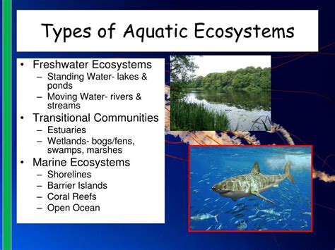 Ppt Aquatic Ecology And Limnology Powerpoint Presentation Free