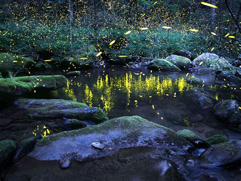 Firefly Threats And Conservation Efforts Xerces Society
