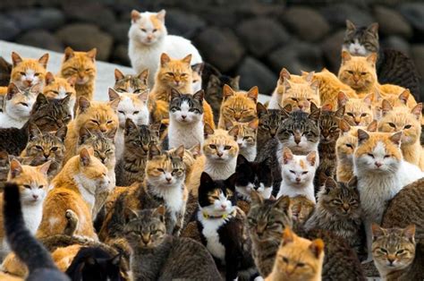 An Army Of Cats Completely Takes Over An Island In Japan Creative Boom