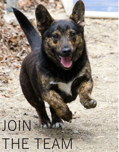 job - Animal Rescue Rhode Island