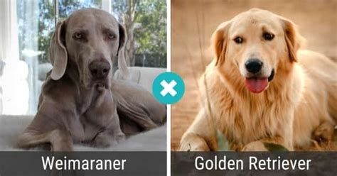 Die 40 Beliebtesten Golden Retriever Mixe Mit Bildern 2024 Hunde Zauber
